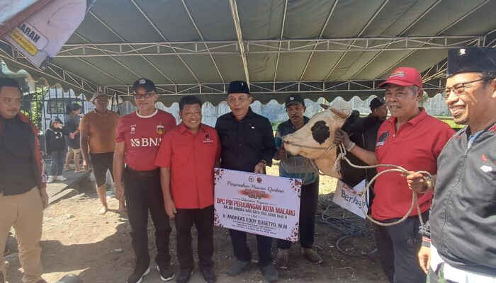 Rayakan Bulan Bung Karno, PDI Perjuangan Kota Malang Sembelih 8 Sapi untuk Kurban