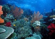 Mengintip Keindahan Taman Laut Pantar di Kabupaten Alor, Nusa Tenggara Timur