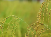 Cara Menanam Padi yang Benar untuk Hasil Optimal