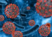 Virus Nipah Merebak di India, Tingkat Kematian Capai 75%, Lebih Mematikan dari COVID-19