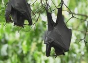 Waspada Virus Nipah di India: Pakar Ungkap Alasan Mengapa Potensi Pandeminya Rendah